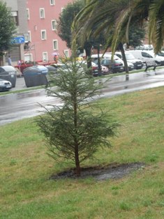 arbol 17